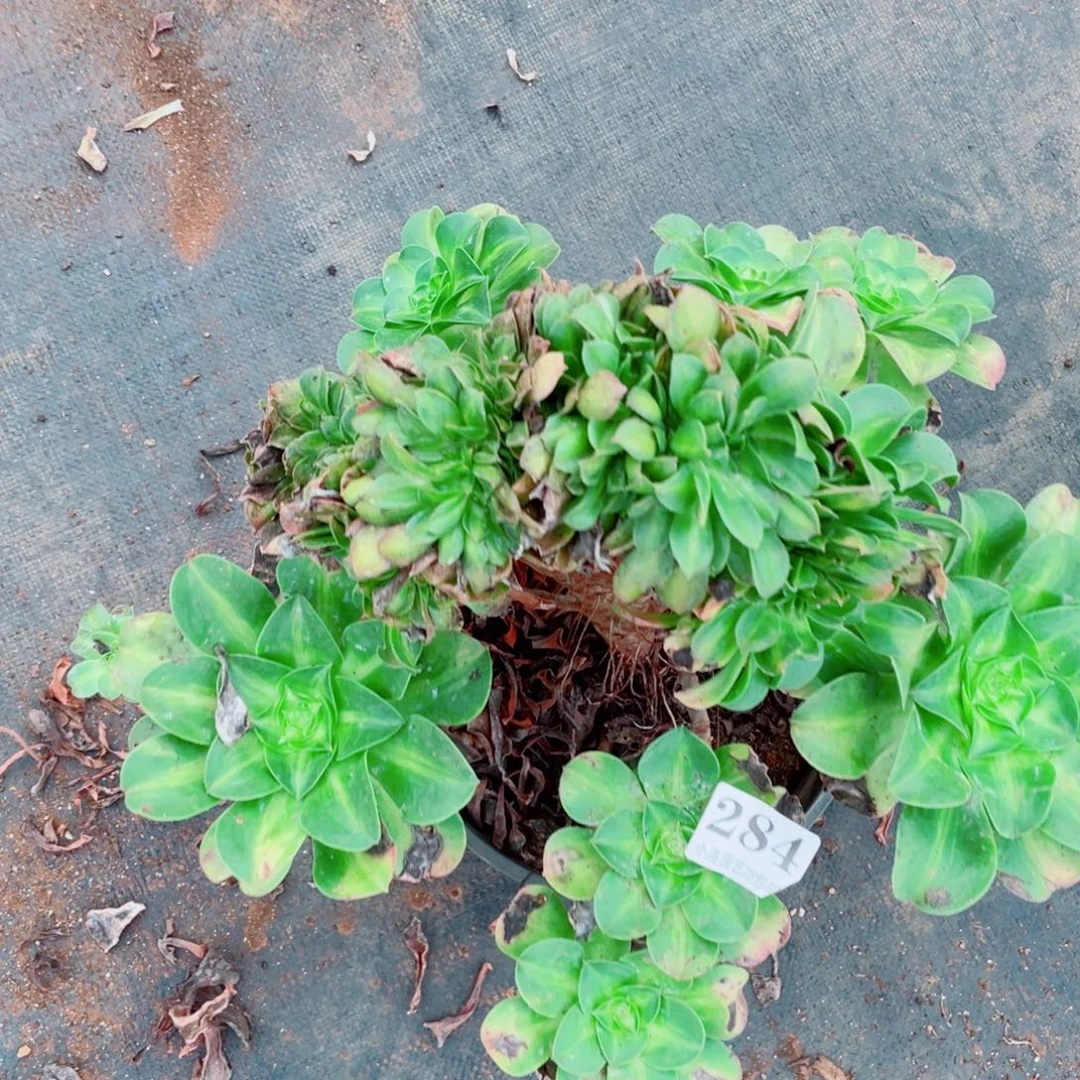 284号香炉盘缀化多肉植物法师