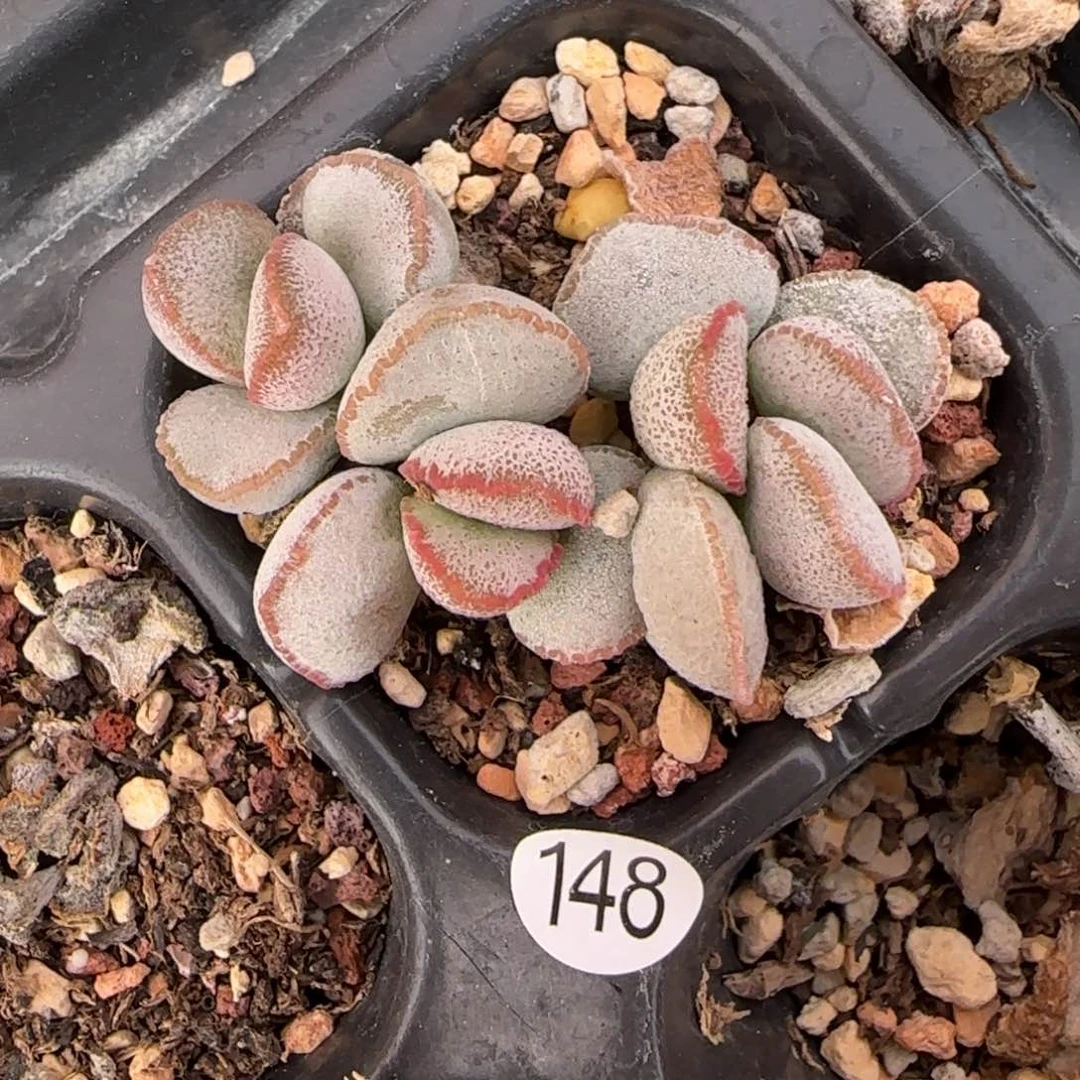 银霜磨砂蛋多肉植物148