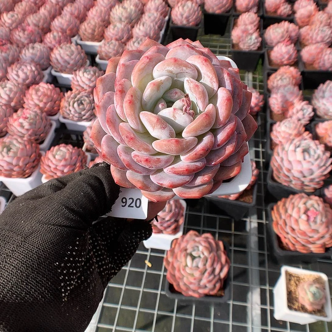 920蒙克多肉植物6666