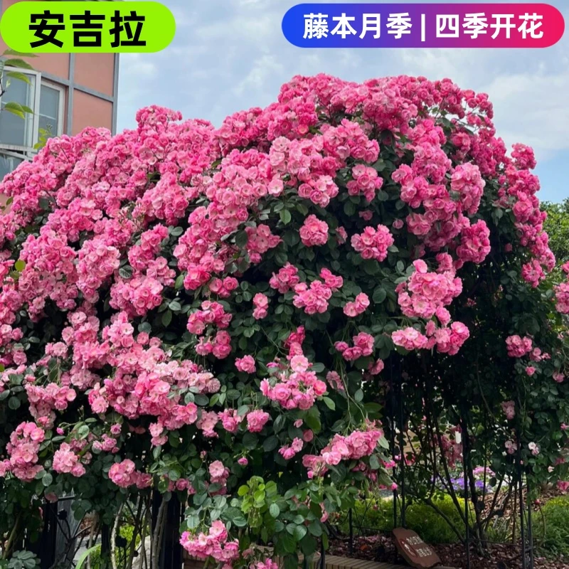 (安吉拉买一送一）安吉拉爬藤蔷薇花苗庭院拱门藤本月季四季特大花