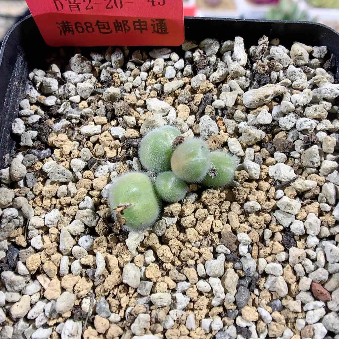 【闪购商品】2-20-43 小美毛球 30