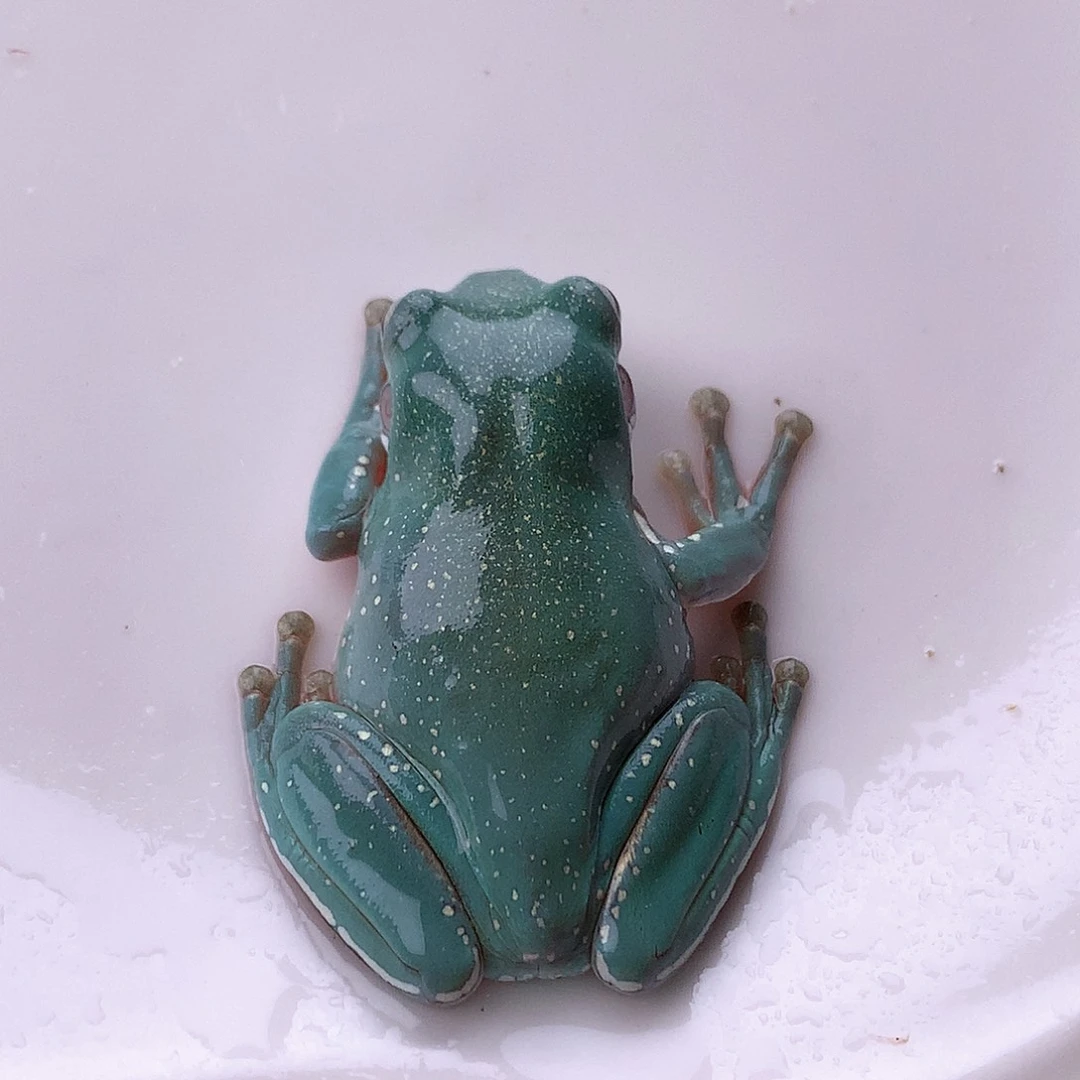 老爷树蛙2号！超级仙女蓝！梦幻冰沙！4.4大尺寸。强推