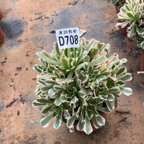 708雨花石不包断枝