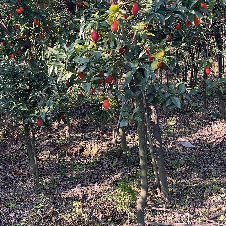 合***道无花朵金弹子地景桩