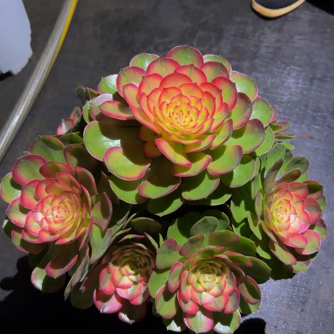 浙***鱼倾城优选精品法师锦