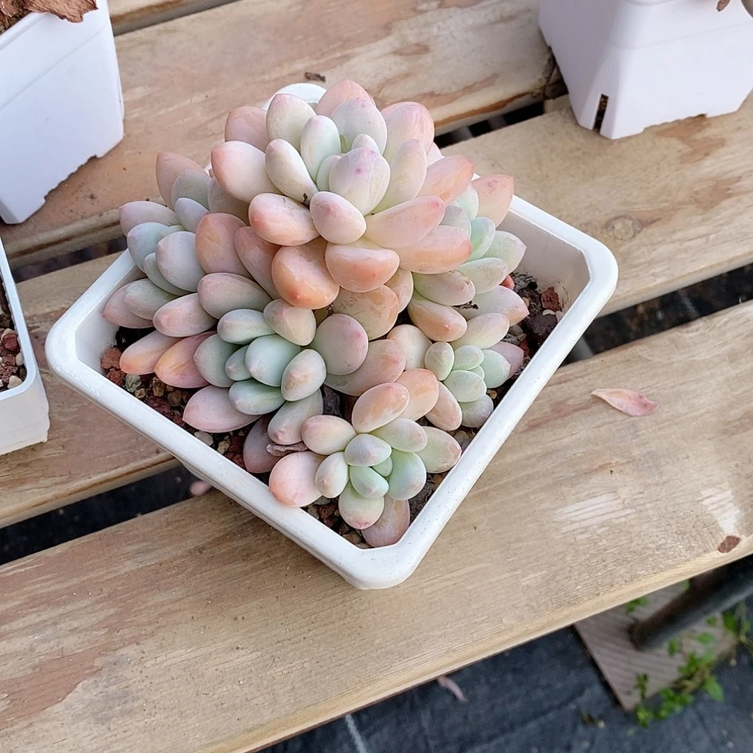 海**鲸香水多肉植物老桩