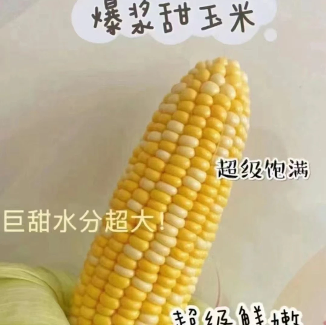 广东省粤北连州甜玉米