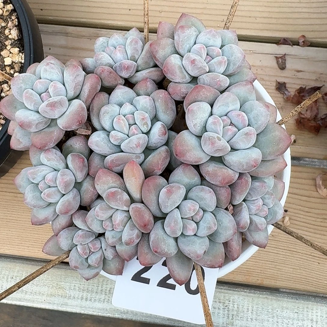****李小叶香水            精美多肉植物
