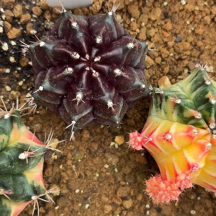 16-0723泰国发货多肉