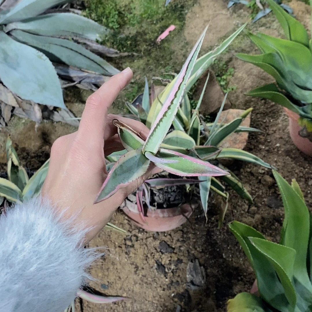 翠玉龙冠幅15公分左右一颗