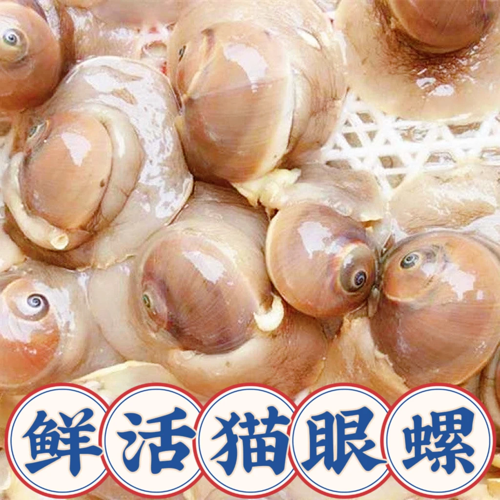青岛田横岛白香螺 猫眼螺
