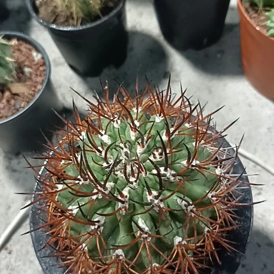 花花世界迷人眼球球好养