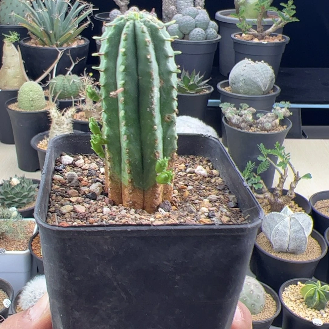 火麒麟大戟一物一拍