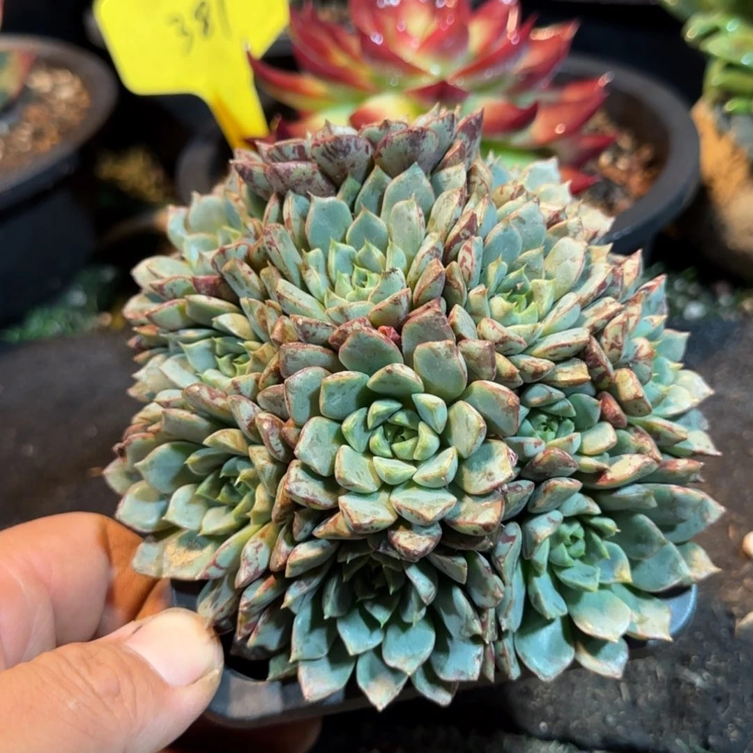 血滴子惊鸿一物一拍包装收缩花旱