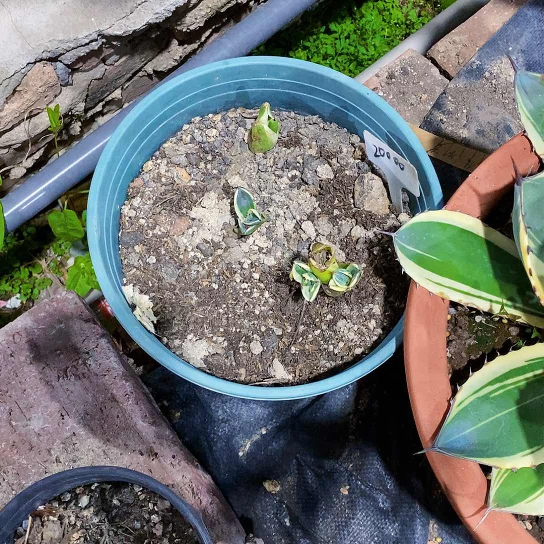 撤*9476冰淇淋勺子一颗