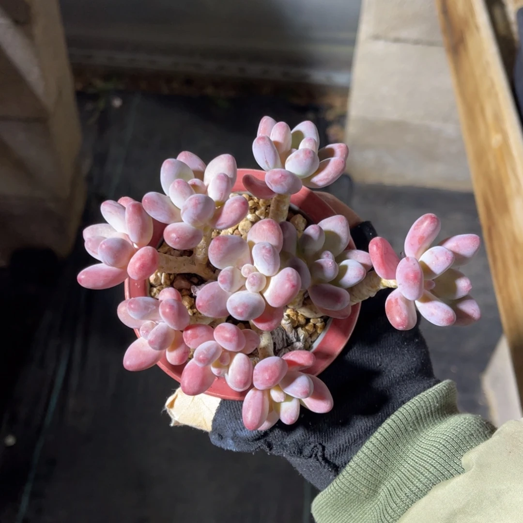 苹果奶 一物一拍不支持退换