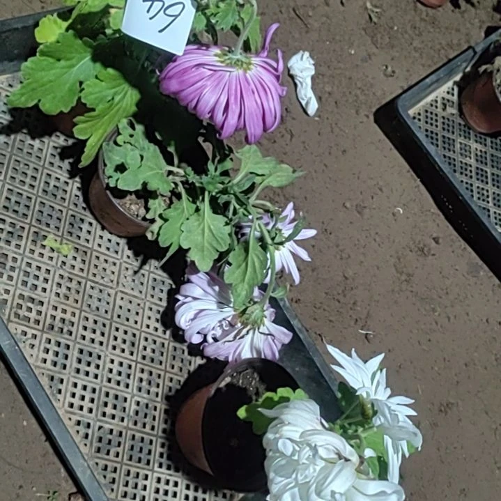 完全开放土球发货老根无售后一物一拍64