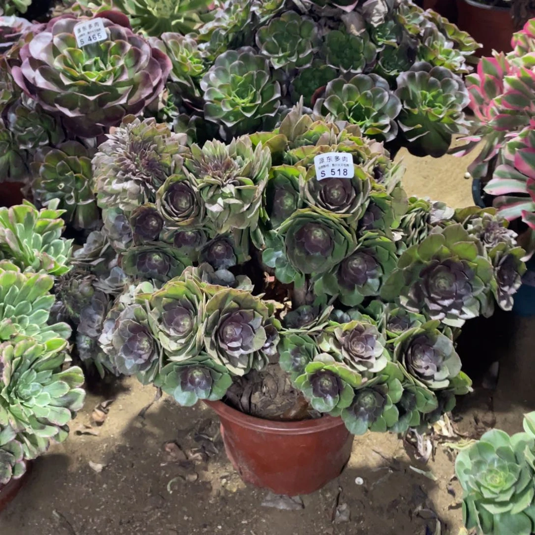 518万缀多肉法师断枝不包