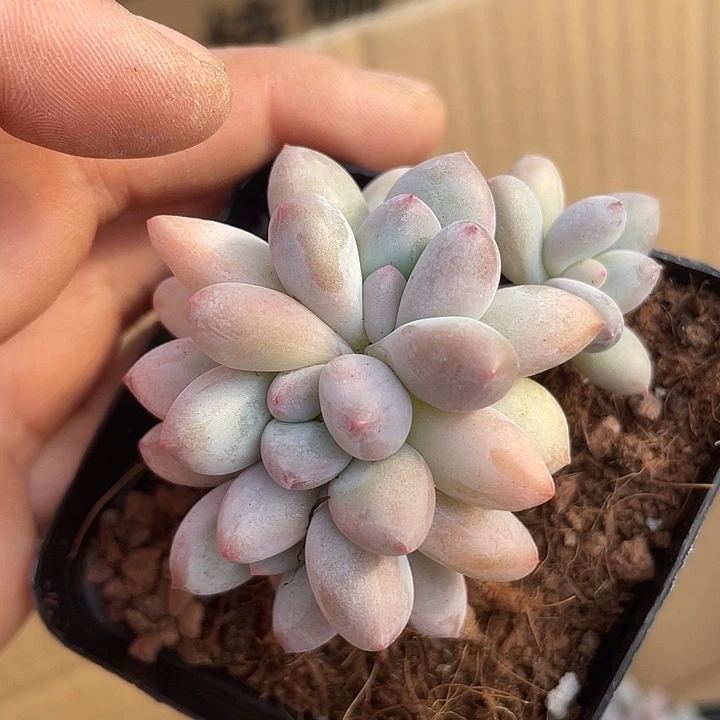 一我一拍满18包邮
