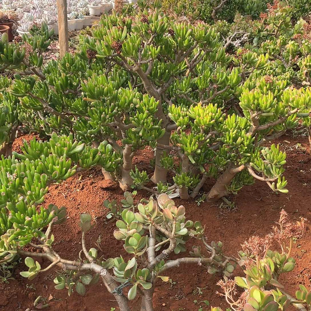 妖**贝09吸财树 脱土物流自理