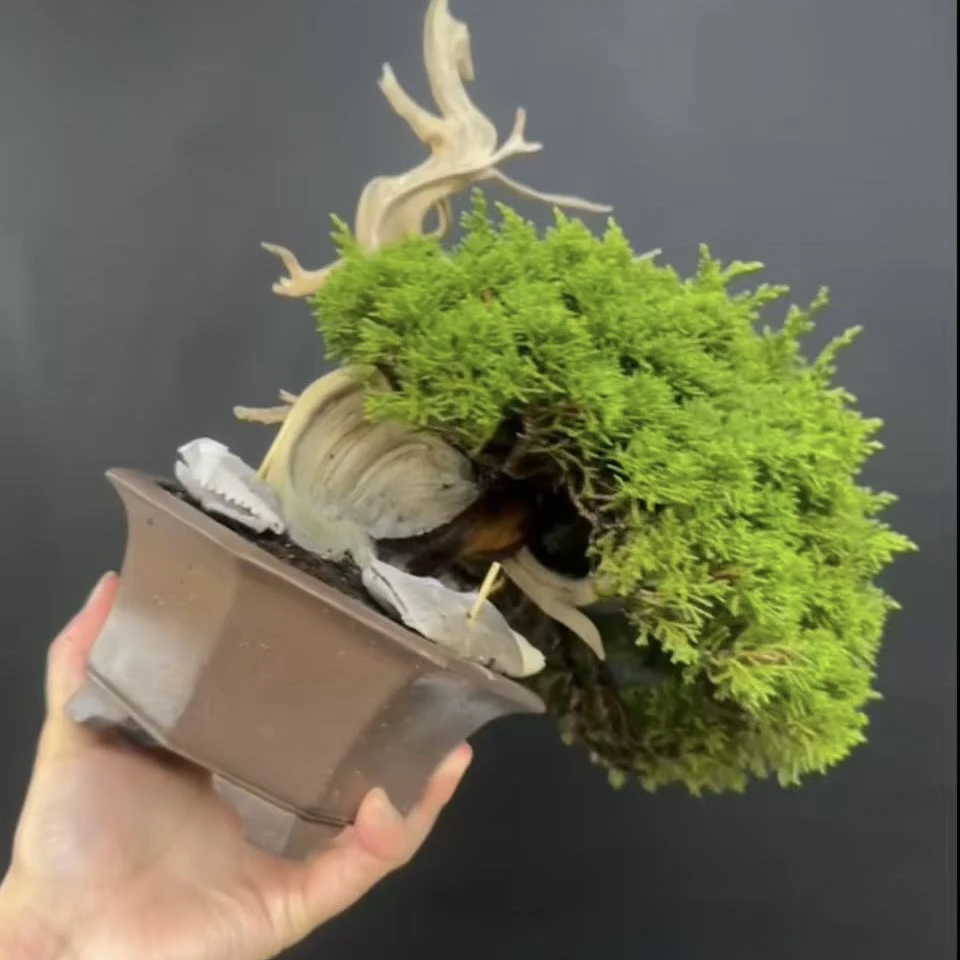 松树盆景柏树盆景杂木盆景开花挂果盆景通用