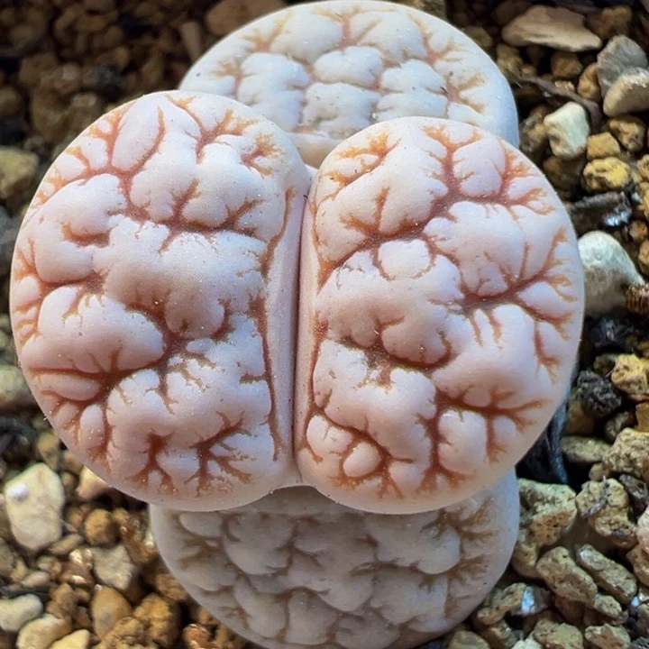 特价母本拿铁化189多肉