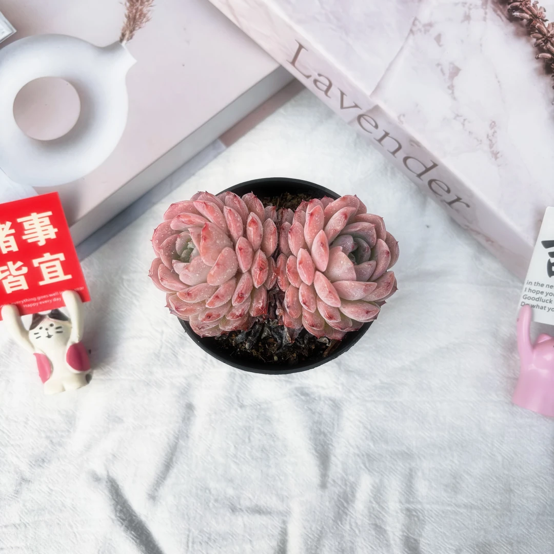 恩宠 （带盆土）呆呆多肉植物18包邮 新手好养