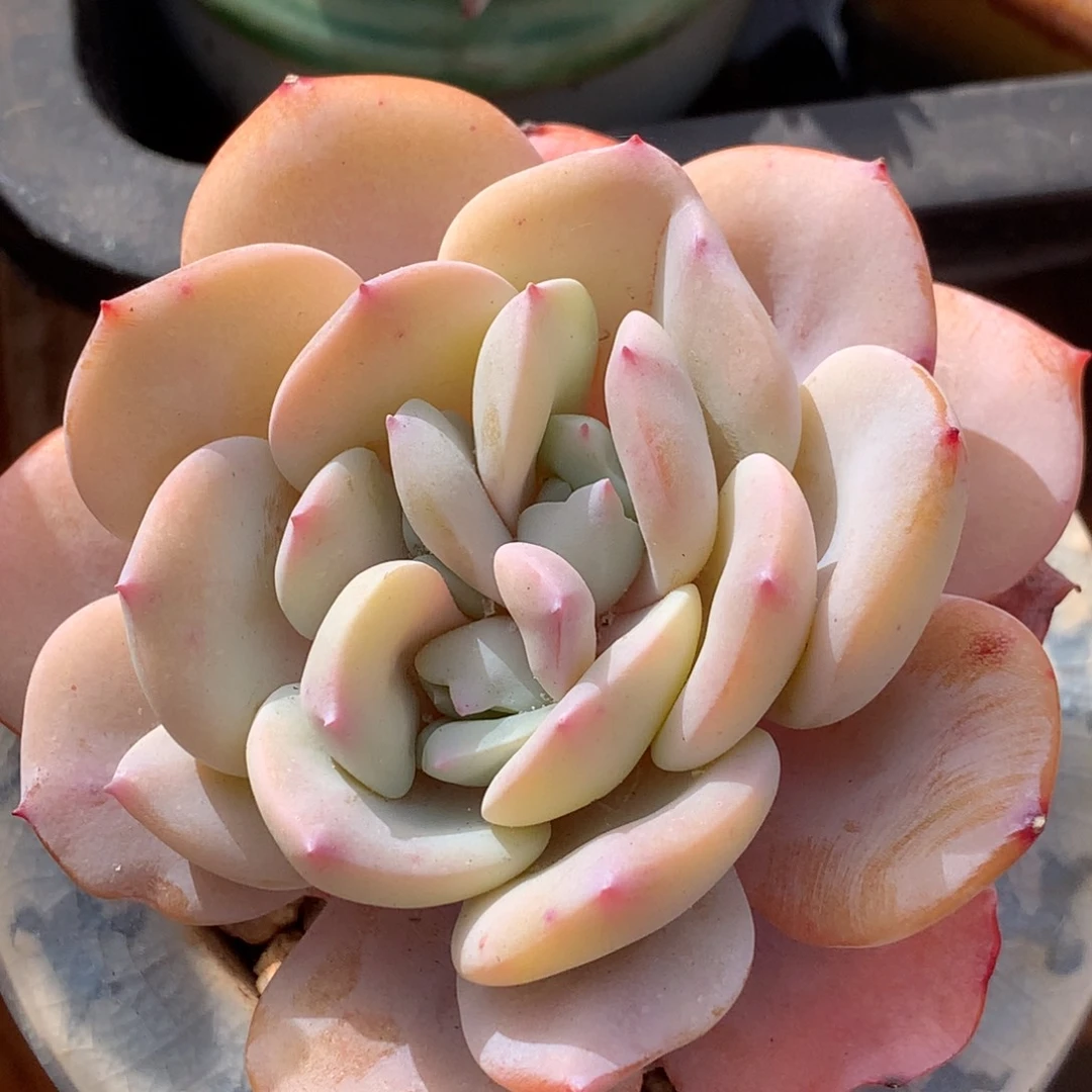 带盆   双芯奶茶