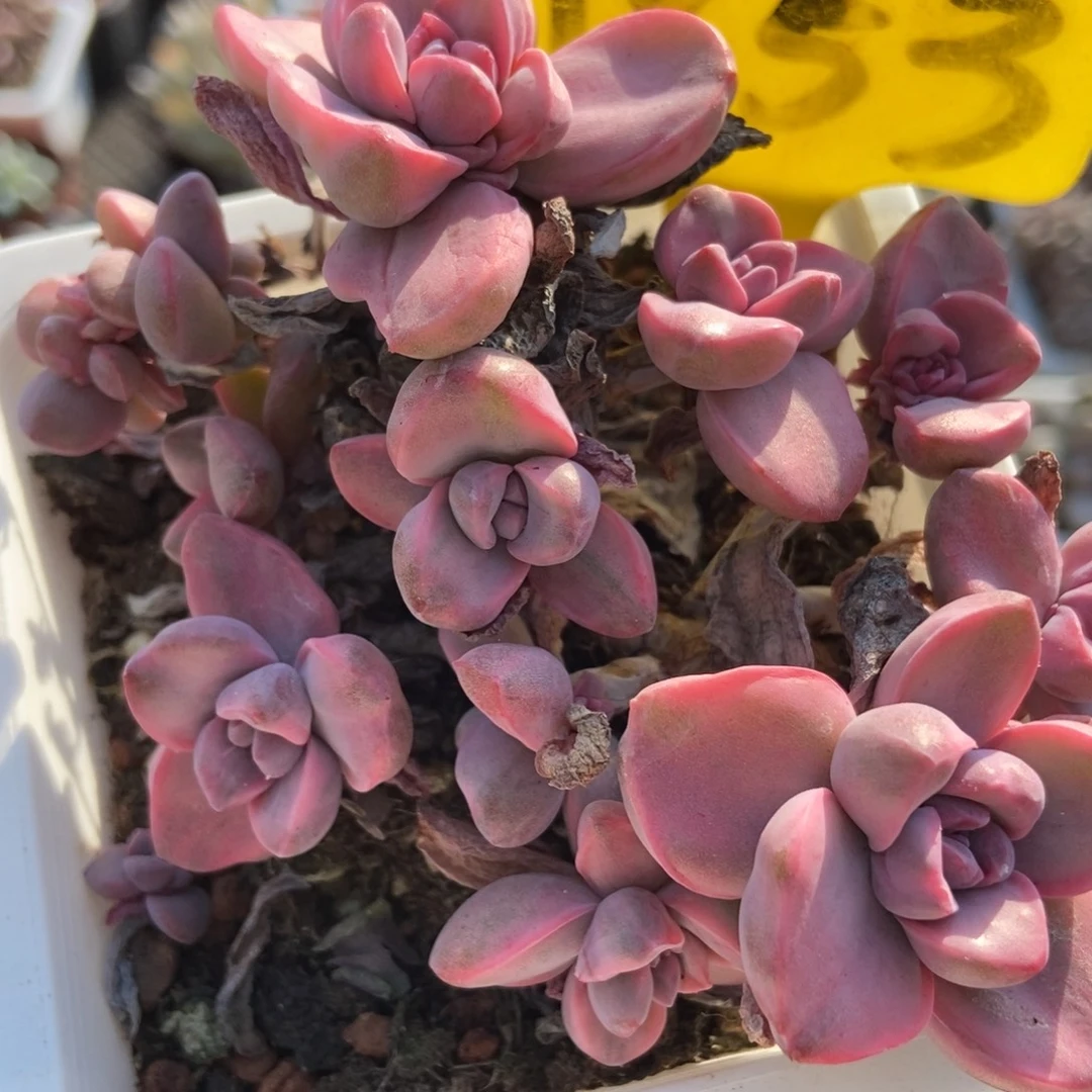 1853彩虹糖锦多肉植物