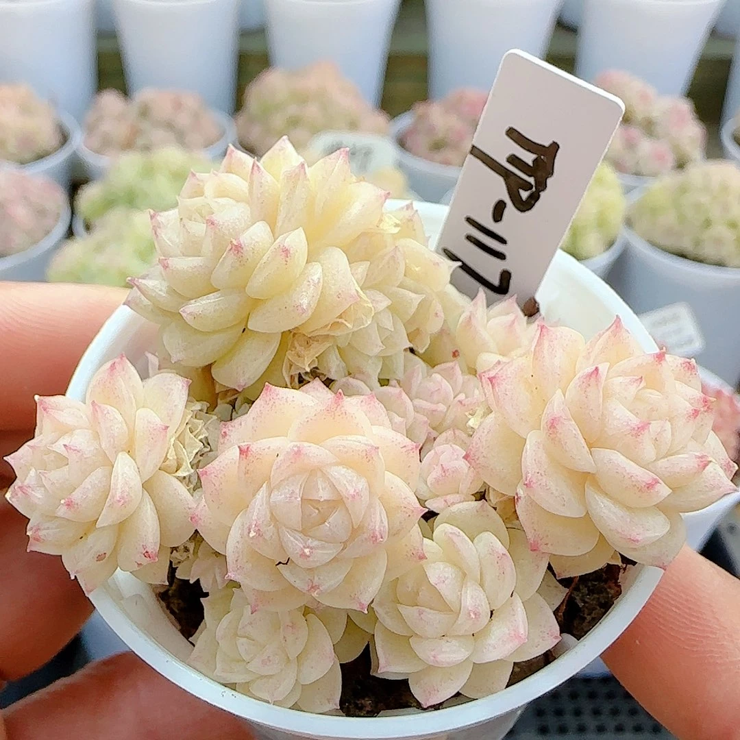 0104-22（ttp-117）优选