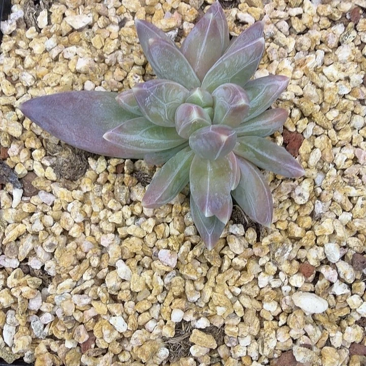 黄****换补差价1111111111