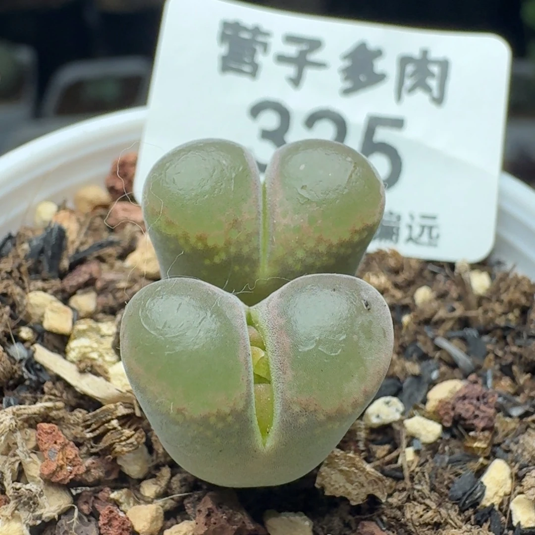 带盆土