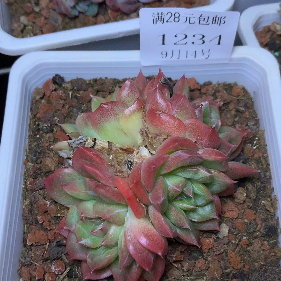 【闪购商品】云1234号