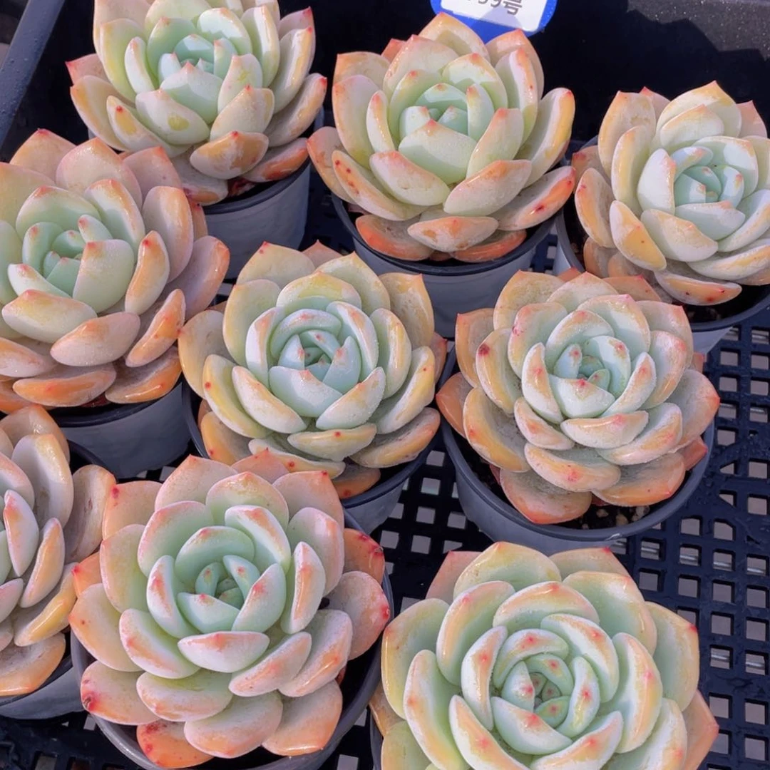 759号宽叶大单头凤橙一个