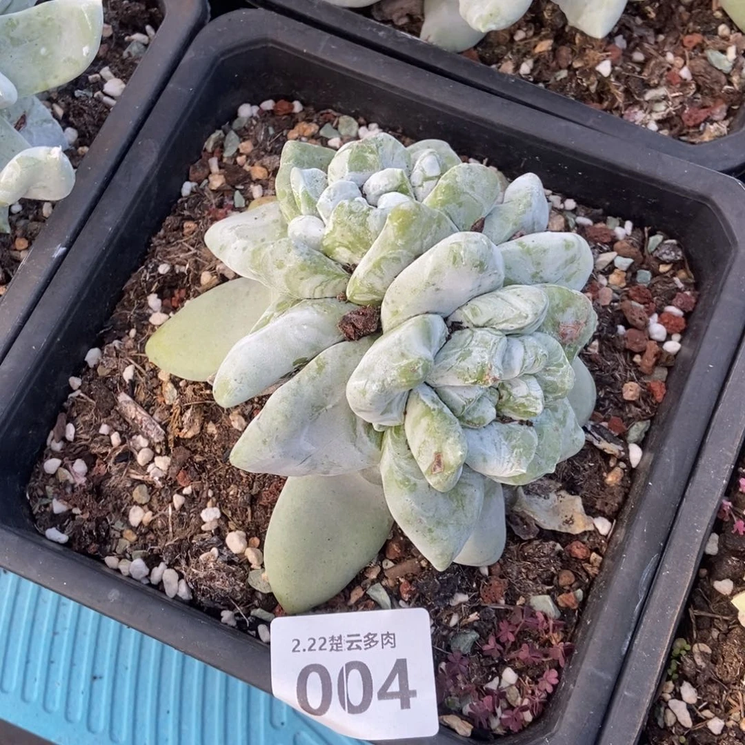 004多肉植物啦啦啦