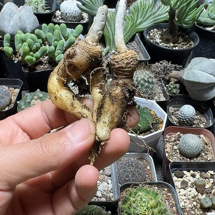 669黑龙团扇脱土发货2个一份