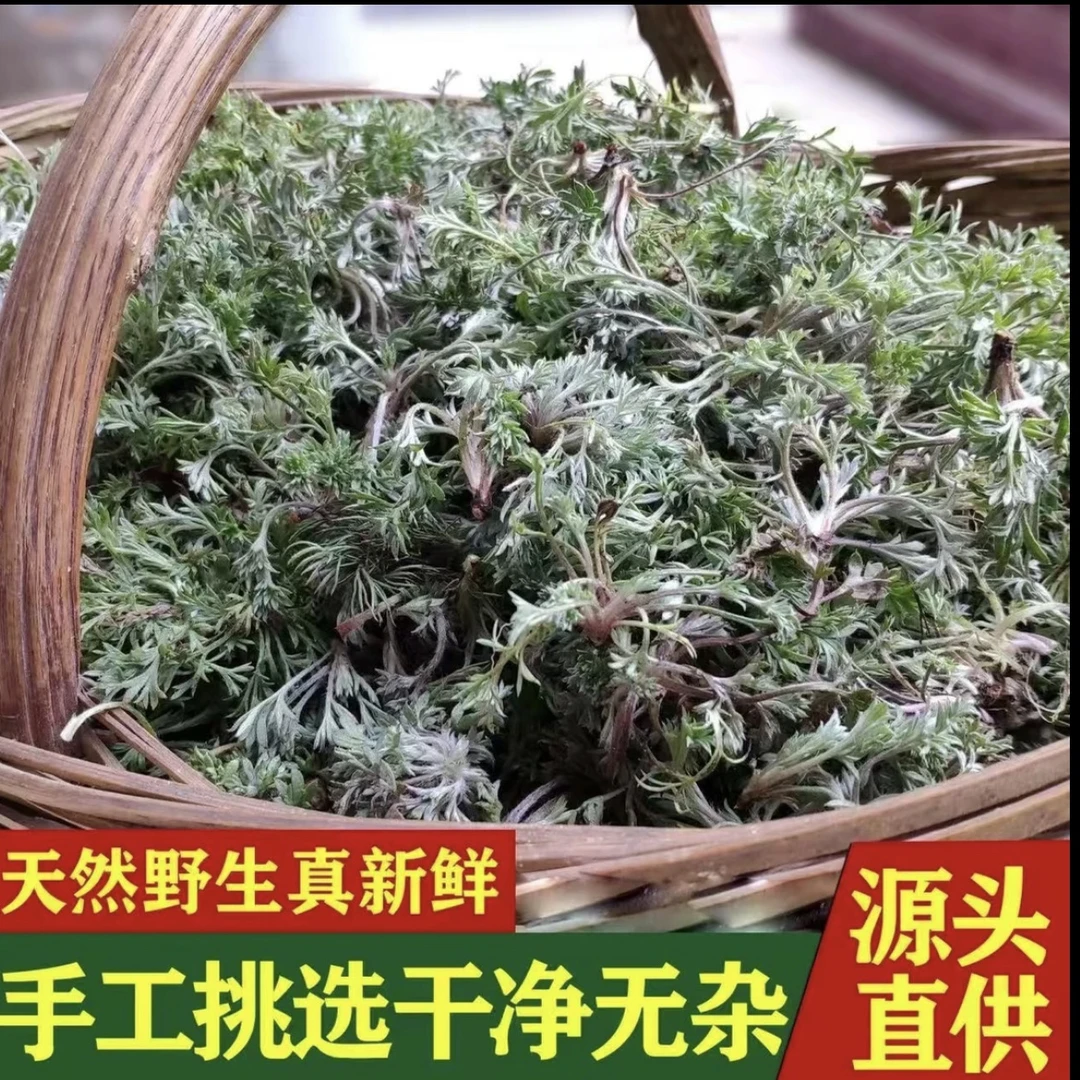 春天新鲜茵陈野生白蒿现挖正月二月白蒿湖北春季嫩芽野菜包邮