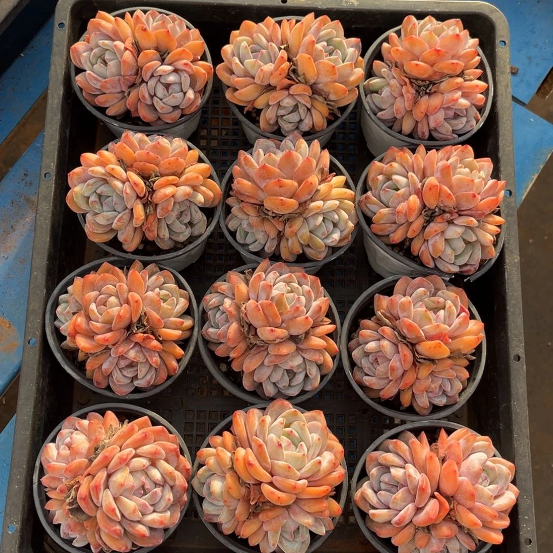 带盆发   829号新疆西藏内蒙古不包邮