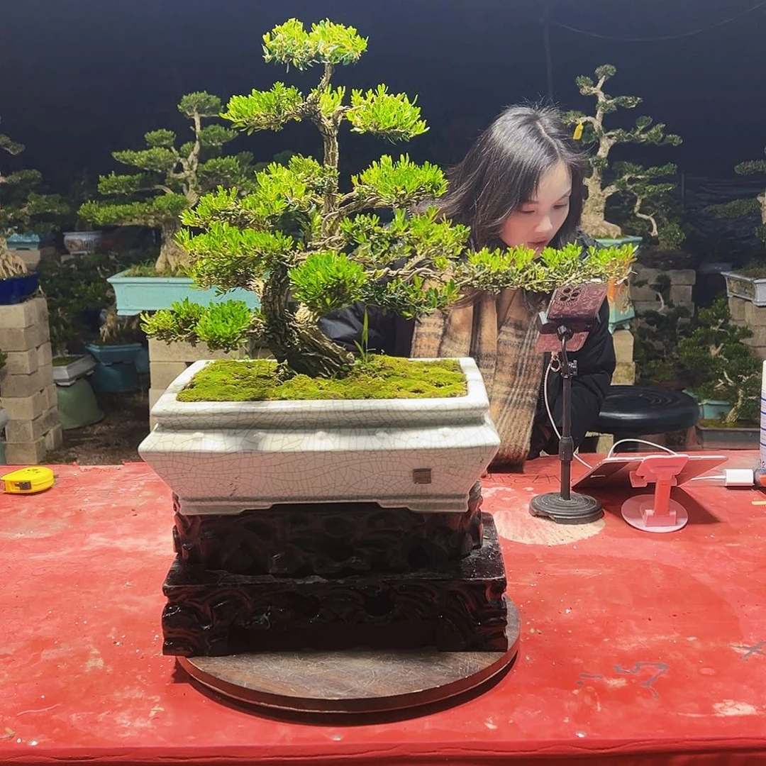 当前无花朵，栽培后可花朵