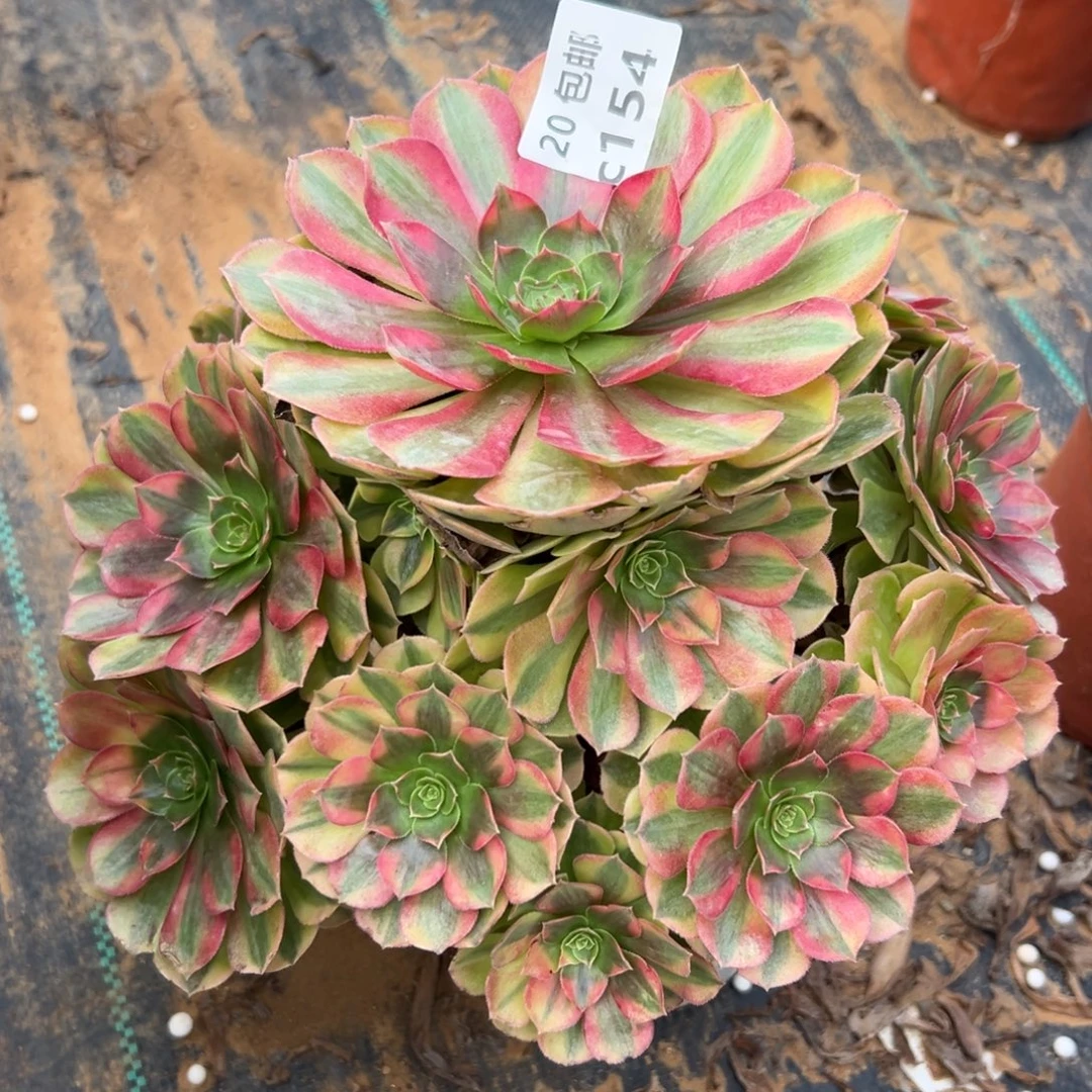 154雨荷，多肉法师