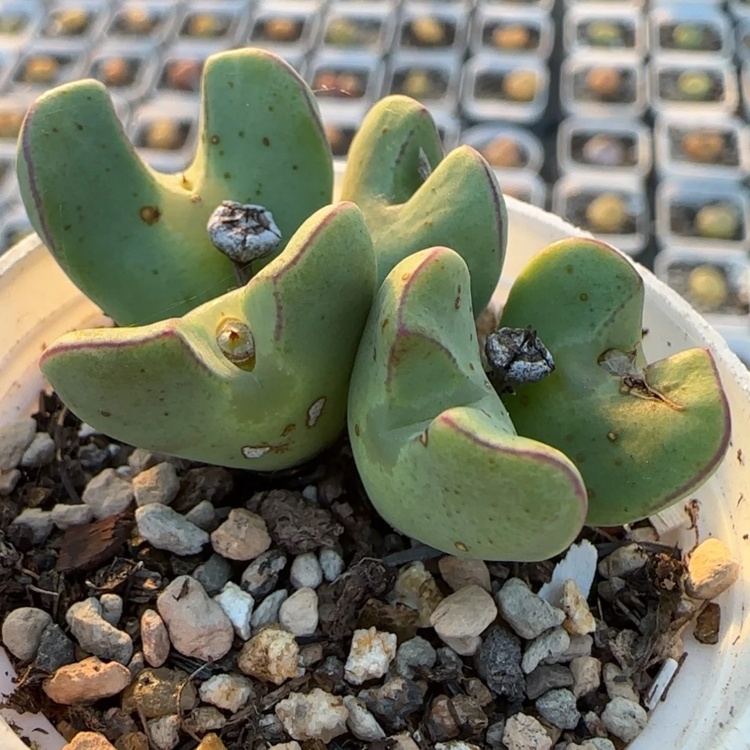 少将群多肉植物百科