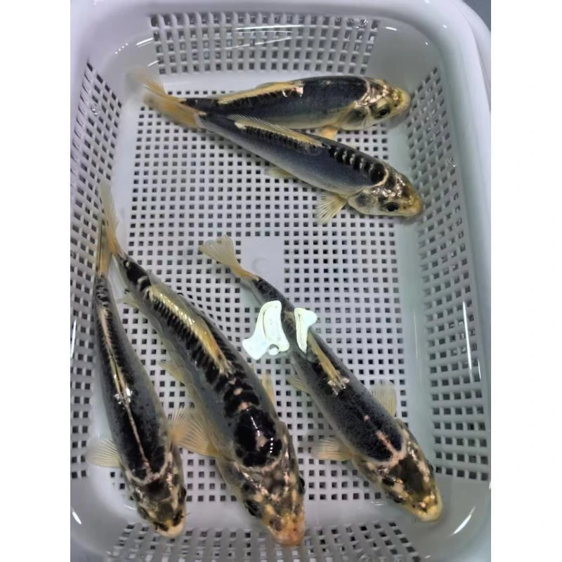 ⑥5条蓝龙10-15公分锦鲤鱼