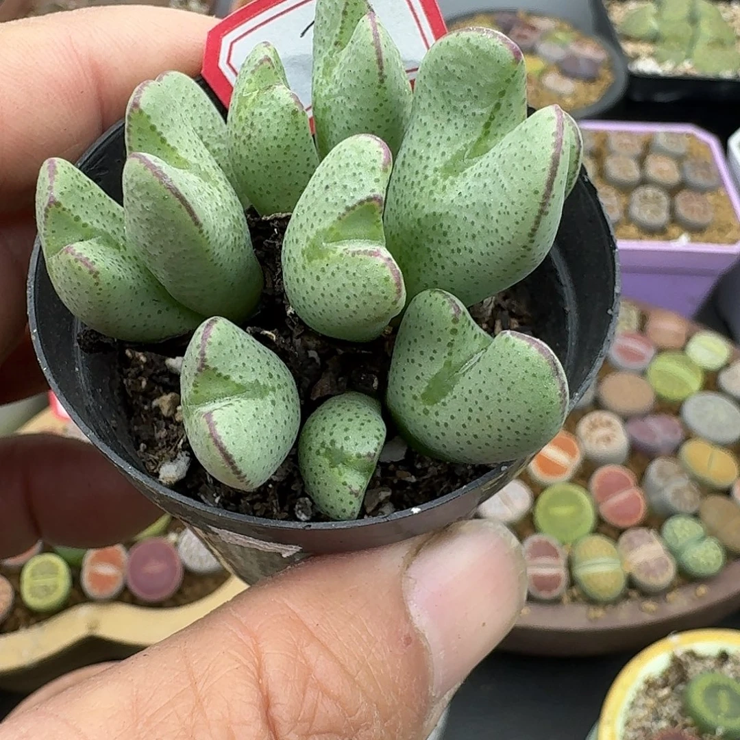 3多肉哈哈哈哈哈哈哈哈