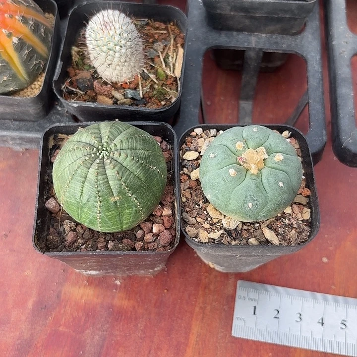两***蚊布纹球小海鲜仙人球12