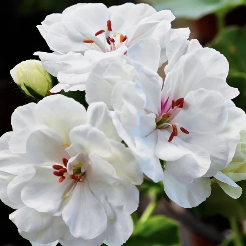 【垂钓白珍珠】一盆包邮；拍三发四