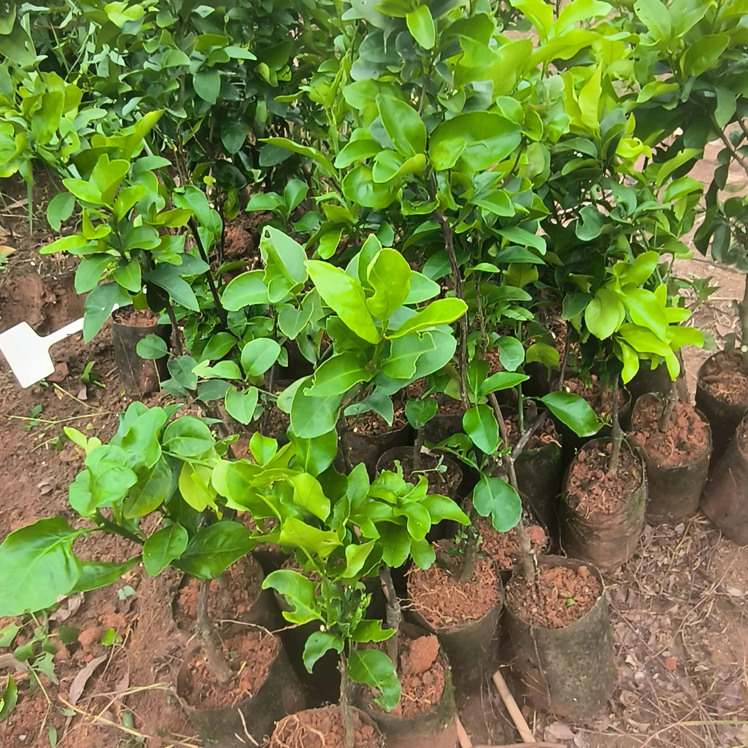 金秋砂糖橘苗带杯发货