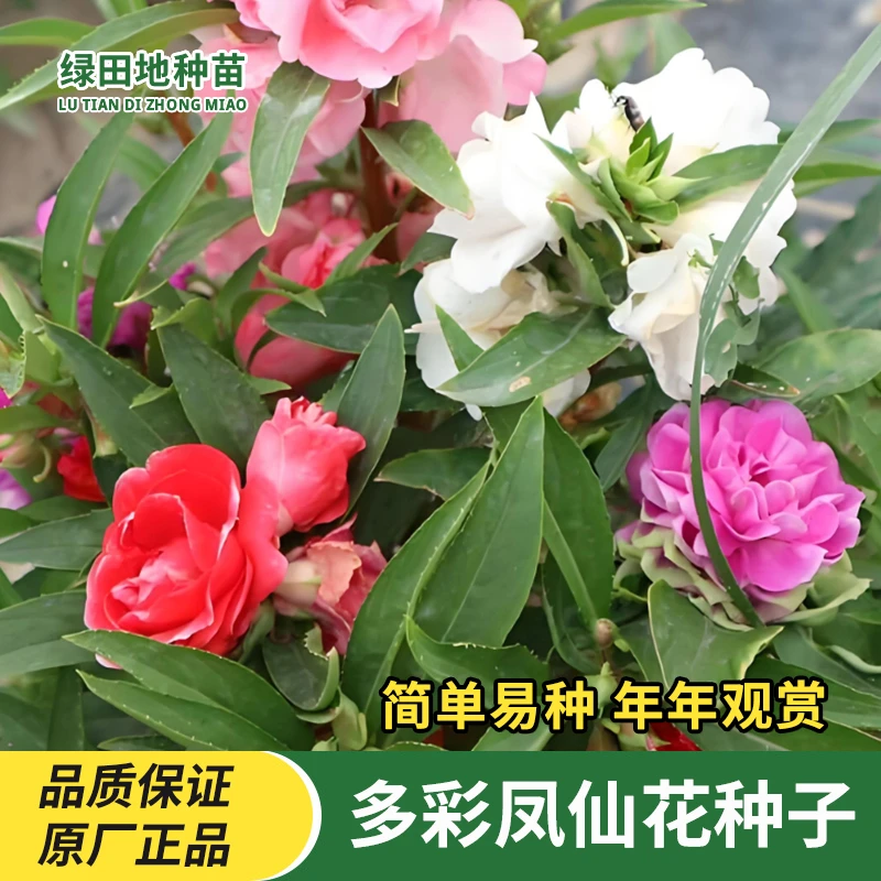 多彩凤仙花种子多彩盆栽急性子四季种庭院重瓣混色学生实验指甲花