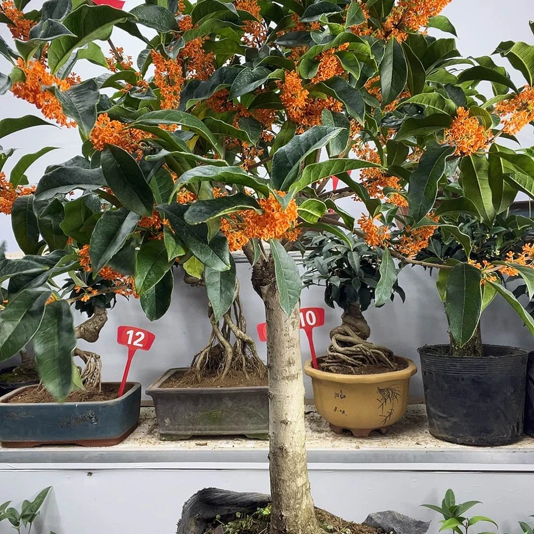 蓝***天大部分花苞少量开放