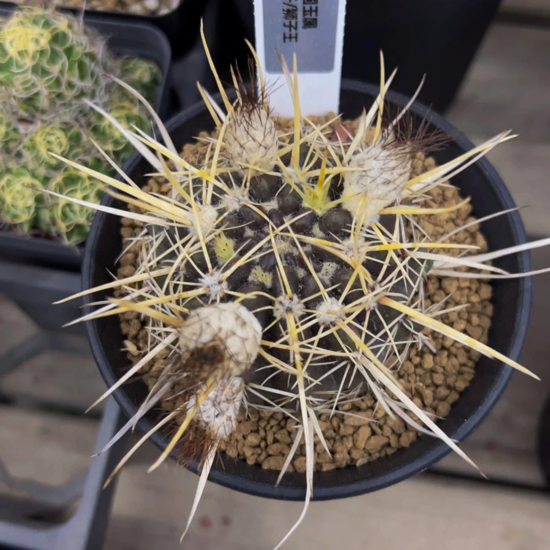 猛狮子多肉植物带盆土