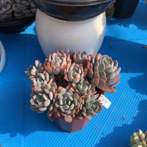 唛*2110灰姑娘多肉